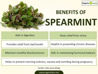 spearmint peppermint organicfacts sumogardener surprising infographic