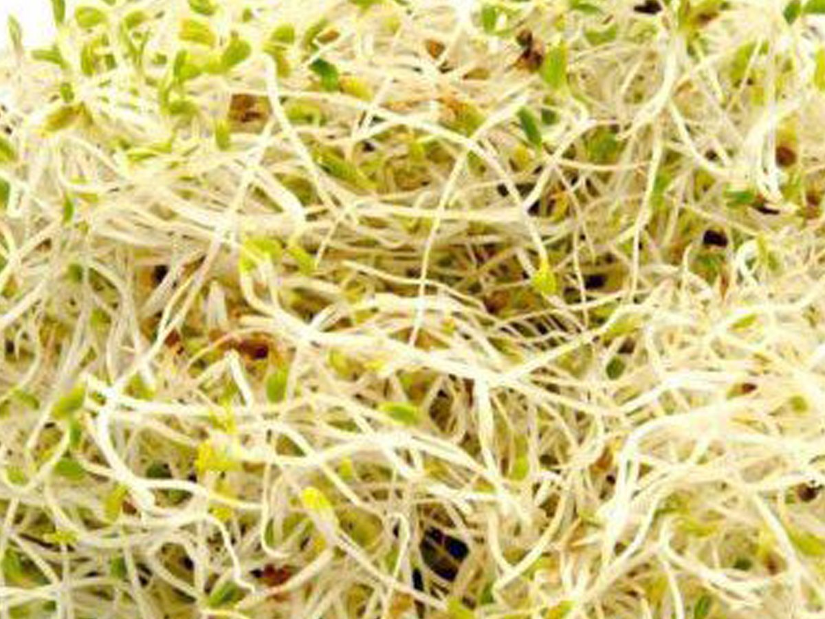 11-best-benefits-of-sprouts-organic-facts