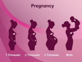 Stages of Pregnancy: 1st, 2nd, & 3rd Trimesters | Organic Facts