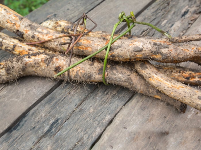 wild-yam-root-herb-uses-side-effects-and-benefits