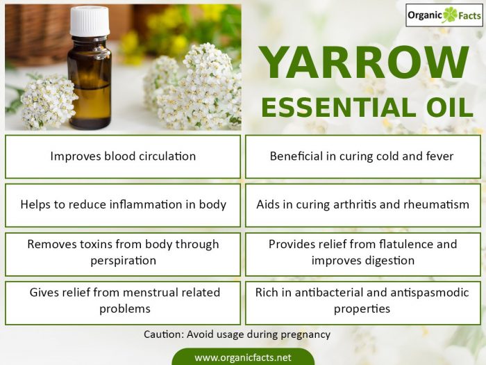 20 Best Benefits Of Yarrow Essential Oil Organic Facts with Health Benefits Of Yarrow